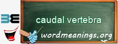WordMeaning blackboard for caudal vertebra
